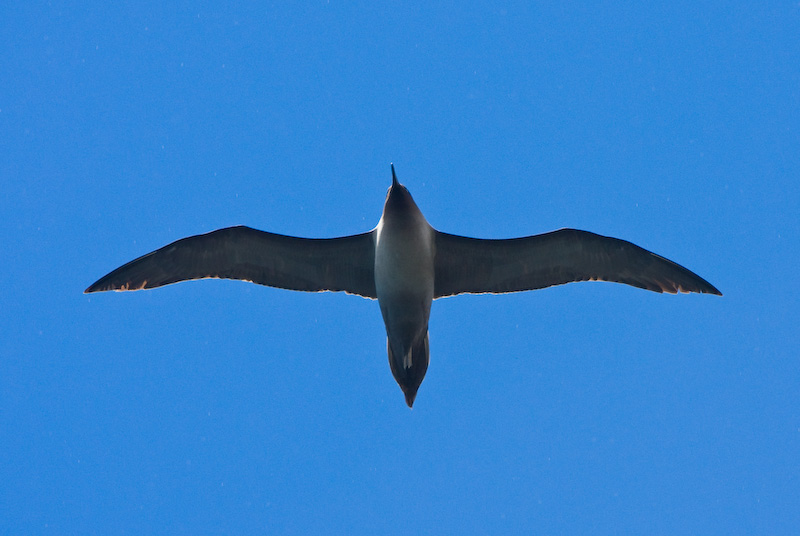 Light-Mantled Sooty Albatross In Flight